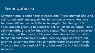 Gymnophiona
Gymnophiona is comprised of caecilians. These animals are long,
cylindrical, and limbless, similar to a snake or worm. Most are
between 3-30 inches, or 8-75 cm, in length. The Thompson's
caecilian can grow up to almost 5 feet, or 150 cm, in length. Their
skin has folds, and a few have tiny scales. Their eyes are covered
with skin, and their eyesight is poor. Most live underground in
damp soil, but some live in water. Most lay eggs underground,
and the larva make their way to nearby water once they hatch.
They are found in tropical Africa, Asia, and Central and South
America.
 