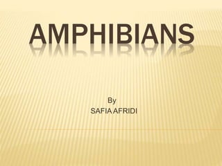 AMPHIBIANS
By
SAFIA AFRIDI
 