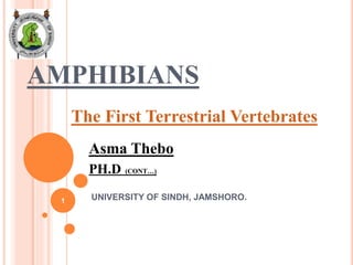 AMPHIBIANS
Asma Thebo
PH.D (CONT…)
UNIVERSITY OF SINDH, JAMSHORO.
The First Terrestrial Vertebrates
1
 