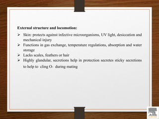 External structure and locomotion:
 Skin: protects against infective microorganisms, UV light, desiccation and
mechanical injury
 Functions in gas exchange, temperature regulations, absorption and water
storage
 Lacks scales, feathers or hair
 Highly glandular, secretions help in protection secretes sticky secretions
to help to cling O+ during mating
 