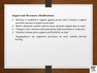 Support and Movement: (Modifications)
 Skeleton is modified to support against gravity and is strong to support
powerful muscles to propel across land
 Skull is flattened, smaller with few bony elements support then in water
 Changes in jaw structure and musculature help terrestrials to crush prey
 Vertebral column gives support and flexibility on land
Zygapophyses are supportive processes on each vertebra prevent
twisting
 