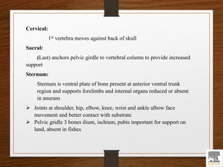 Cervical:
1st vertebra moves against back of skull
Sacral:
(Last) anchors pelvic girdle to vertebral column to provide increased
support
Sternum:
Sternum is ventral plate of bone present at anterior ventral trunk
region and supports forelimbs and internal organs reduced or absent
in anurans
 Joints at shoulder, hip, elbow, knee, wrist and ankle albow face
movement and better contact with substrate
 Pelvic gridle 3 bones ilium, ischium, pubis important for support on
land, absent in fishes
 