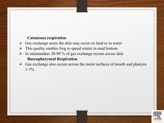 Cutaneous respiration
 Gas exchange acros the skin may occur on land or in water
 This quality enables frog to spend winter in mud bottom
 In salamanders 30-90 % of gas exchange occurs across skin
Buecopharyneal Respiration
 Gas exchange also occurs across the moist surfaces of mouth and pharynx
1-7%
 