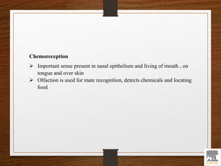 Chemoreception
 Important sense present in nasal epithelium and living of mouth , on
tongue and over skin
 Olfaction is used for mate recognition, detects chemicals and locating
food
 