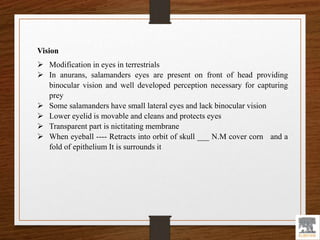 Vision
 Modification in eyes in terrestrials
 In anurans, salamanders eyes are present on front of head providing
binocular vision and well developed perception necessary for capturing
prey
 Some salamanders have small lateral eyes and lack binocular vision
 Lower eyelid is movable and cleans and protects eyes
 Transparent part is nictitating membrane
 When eyeball ---- Retracts into orbit of skull ___ N.M cover corn and a
fold of epithelium It is surrounds it
 