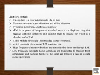 Auditory System:
 This system is a clear adaptation to life on land
 Transmit sulestrate borne vibrations and airline vibration
 Tympanic membrane, Middle ear, Inner ear
 -TM is or piece of integument stretched over a cartilaginous ring that
receives airborne vibrations and transmit them to middle ear which is a
chamber under T.M.
 TM is Middle ear ossicle (Bone) called stapes (columella)
 which transmits vibrations of T.M into inner ear
 High frequency airborne vibrations are transmitted to inner ear through T.M.
 Low frequency substrate borne vibrations are transmitted to through front
appendages and Pectoral Girdle to the inner ear through a second ossicle
called operculum
 