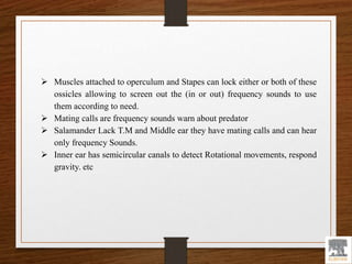  Muscles attached to operculum and Stapes can lock either or both of these
ossicles allowing to screen out the (in or out) frequency sounds to use
them according to need.
 Mating calls are frequency sounds warn about predator
 Salamander Lack T.M and Middle ear they have mating calls and can hear
only frequency Sounds.
 Inner ear has semicircular canals to detect Rotational movements, respond
gravity. etc
 