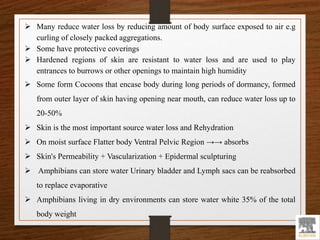  Many reduce water loss by reducing amount of body surface exposed to air e.g
curling of closely packed aggregations.
 Some have protective coverings
 Hardened regions of skin are resistant to water loss and are used to play
entrances to burrows or other openings to maintain high humidity
 Some form Cocoons that encase body during long periods of dormancy, formed
from outer layer of skin having opening near mouth, can reduce water loss up to
20-50%
 Skin is the most important source water loss and Rehydration
 On moist surface Flatter body Ventral Pelvic Region →→ absorbs
 Skin's Permeability + Vascularization + Epidermal sculpturing
 Amphibians can store water Urinary bladder and Lymph sacs can be reabsorbed
to replace evaporative
 Amphibians living in dry environments can store water white 35% of the total
body weight
 