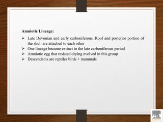 Amniotic Lineage:
 Late Devonian and early carboniferous. Roof and posterior portion of
the skull are attached to each other
 One lineage became extinct in the late carboniferous period
 Amniotic egg that resisted drying evolved in this group
 Descendants are reptiles birds + mammals
 