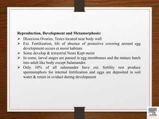 Reproduction, Development and Metamorphosis:
 Dioecious Ovaries, Testes located near body wall
 Ext. Fertilization, life of absence of protective covering around egg
development occurs et moist habitats
 Some develop & terrestrial Nests Kept moist
 In come, larval stages are passed in egg membranes and the mature hatch
into adult like body except Salamander.
 Only 10% of all salamander have ext. fertility rest produce
spermatophors for internal fertilization and eggs are deposited in soil
water & retain in oviduct during development
 