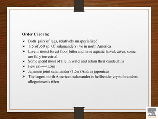 Order Caudata:
 Both pairs of legs, relatively un specialized
 115 of 350 sp. Of salamanders live in north America
 Live in moist forest floor bitter and have aquatic larval, caves, some
are fully terrestrial
 Some spend most of life in water and retain their cauded fins
 Few cm-----1.5m
 Japanese joint salamander (1.5m) Andras japonicas
 The largest north American salamander is hellbender crypto branches
alleganiexesis 65cn
 