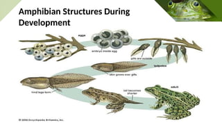 amphibians development PowerPoint presentation | PPTX