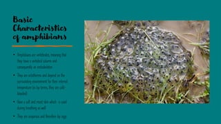 Basic
Characteristics
of amphibians
• Amphibians are vertebrates, meaning that
they have a vertebral column and
consequently an endoskeleton
• They are ectotherms and depend on the
surrounding environment for their internal
temperature (in lay terms, they are cold-
blooded)
• Have a soft and moist skin which is used
during breathing as well
• They are oviparous and therefore lay eggs
 