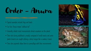 Order - Anura
• Typical examples include frogs and toads
• Fun fact: Anura means “without tail”
• Generally, inhabit moist environments almost anywhere on the planet
• Their diet during adulthood is mostly composed of small insects and some
plants (insects are caught utilising a sticky tongue like a cowboy’s lasso).
• Theis skin pigments allow them to camouflage with their environments
 