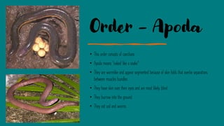 Order - Apoda
• This order consists of caecilians
• Apoda means “naked like a snake”
• They are wormlike and appear segmented because of skin folds that overlie separations
between muscles bundles
• They have skin over their eyes and are most likely blind
• They burrow into the ground
• They eat soil and worms
 