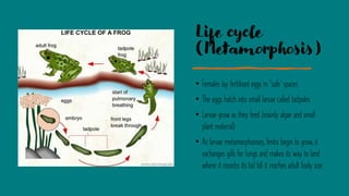 Life cycle
(Metamorphosis)
• Females lay fertilised eggs in “safe’ spaces
• The eggs hatch into small larvae called tadpoles
• Larvae grow as they feed (mainly algae and small
plant material)
• As larvae metamorphosises, limbs begin to grow, it
exchanges gills for lungs and makes its way to land
where it resorbs its tail till it reaches adult body size
 