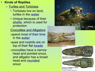 • Kinds of Reptiles
   – Turtles and Tortoises
      • Tortoises live on land,
        turtles in the water
      • Unique because of their
        shells, which is used for
        protection
      Crocodiles and Alligators
      -spend most of their time
        in the water
      -eyes and nostrils are on
        top of their flat heads
      -crocodiles have a narrow
        head and pointed snout,
        and alligator has a broad
        head and rounded
        snout
 