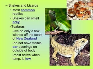 – Snakes and Lizards
   • Most common
     reptiles
   • Snakes can smell
     prey
   -Tuataras
     -live on only a few
     islands off the coast
     of New Zealand
     -do not have visible
     ear openings on
     outside of body
     -most active when
     temp. is low
 