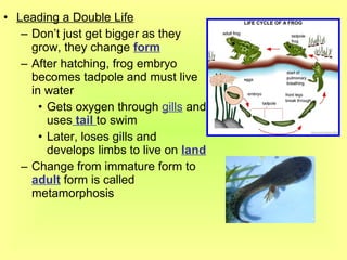 • Leading a Double Life
   – Don’t just get bigger as they
     grow, they change form
   – After hatching, frog embryo
     becomes tadpole and must live
     in water
       • Gets oxygen through gills and
         uses tail to swim
       • Later, loses gills and
         develops limbs to live on land
   – Change from immature form to
     adult form is called
     metamorphosis
 