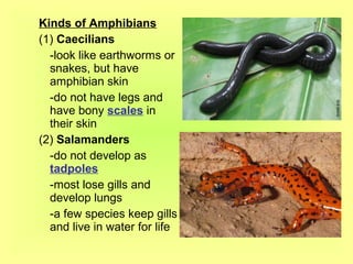 Kinds of Amphibians
(1) Caecilians
  -look like earthworms or
  snakes, but have
  amphibian skin
  -do not have legs and
  have bony scales in
  their skin
(2) Salamanders
  -do not develop as
  tadpoles
  -most lose gills and
  develop lungs
  -a few species keep gills
  and live in water for life
 