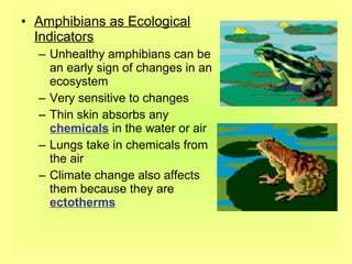 • Amphibians as Ecological
  Indicators
  – Unhealthy amphibians can be
    an early sign of changes in an
    ecosystem
  – Very sensitive to changes
  – Thin skin absorbs any
    chemicals in the water or air
  – Lungs take in chemicals from
    the air
  – Climate change also affects
    them because they are
    ectotherms
 