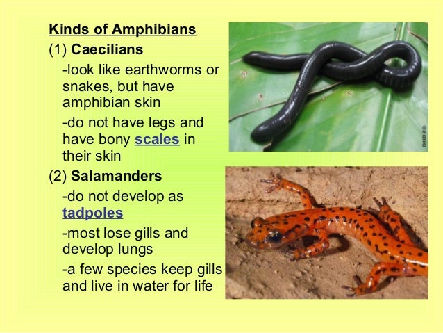 Amphibians and reptiles