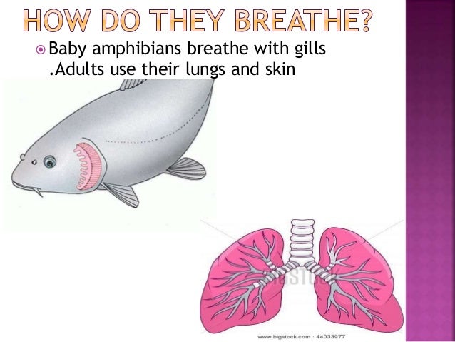 View Amphibians Breathe With Lungs PNG