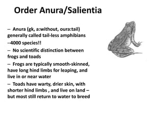 AMPHIBIANS CLASSIFICATION.pptx