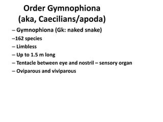 Apoda Examples AMPHIBIANS CLASSIFICATION.pptx