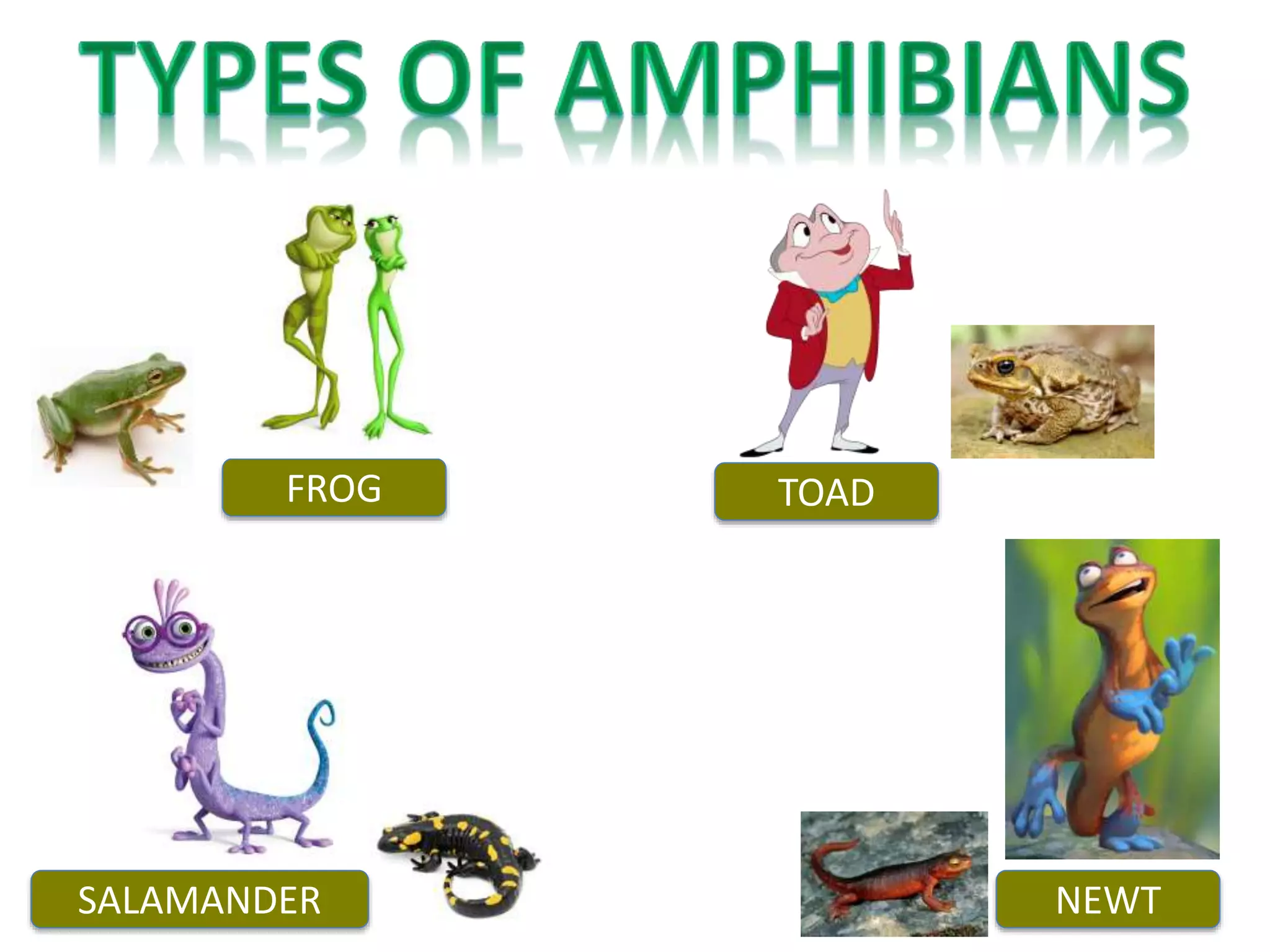 Amphibians disney | PPT