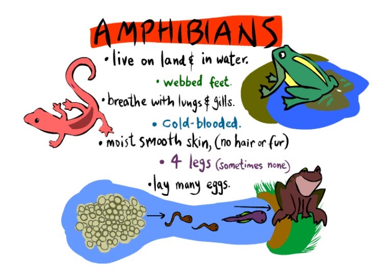 Amphibians Group