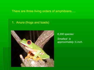 Amphibians Introduction Notes | PPT