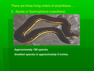 Apoda Examples Amphibians Introduction Notes | PPT