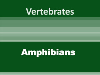 Vertebrates Amphibians 