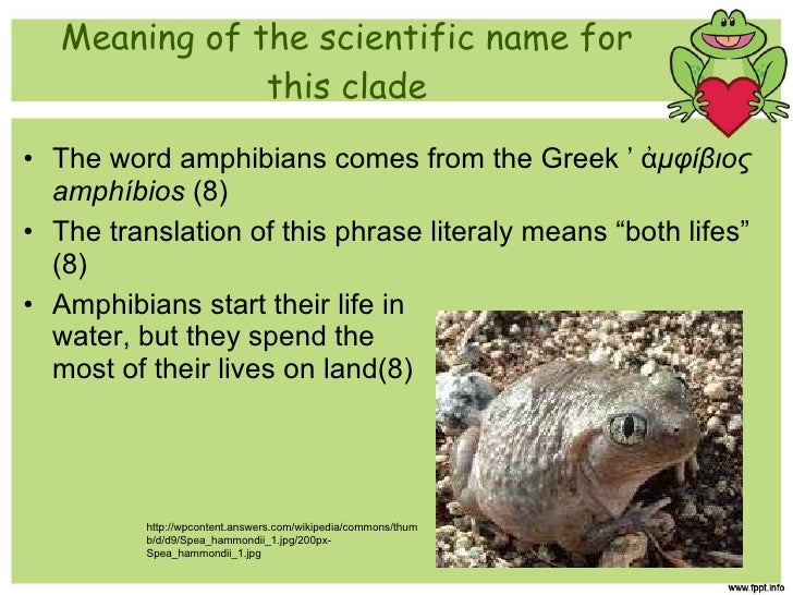  Amphibians  ppt 1 1 10 3 mila satchansky lewbina