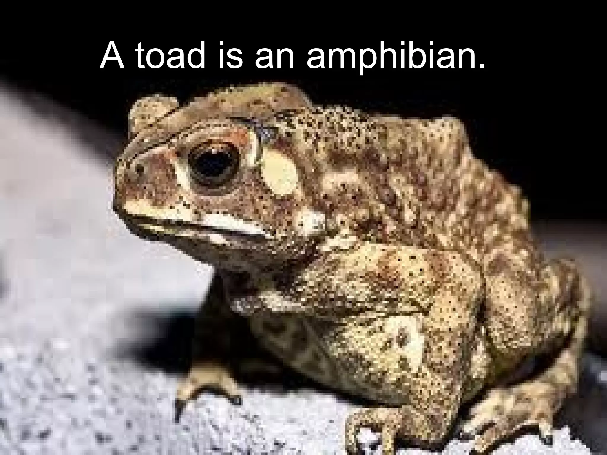 Amphibians Ppt Blog Ppt Amphibians Ppt Blog Ppt