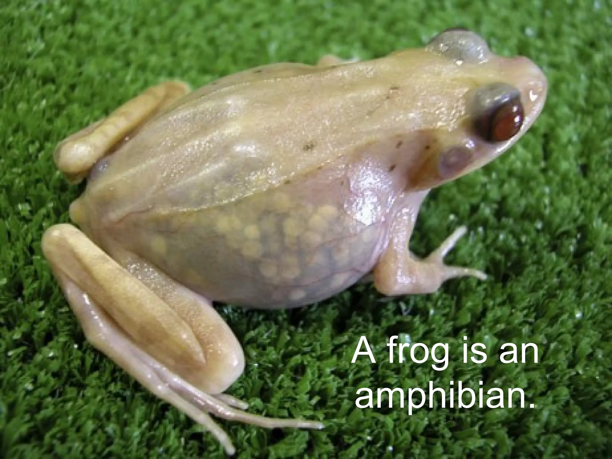 A frog is an 
amphibian. 
 