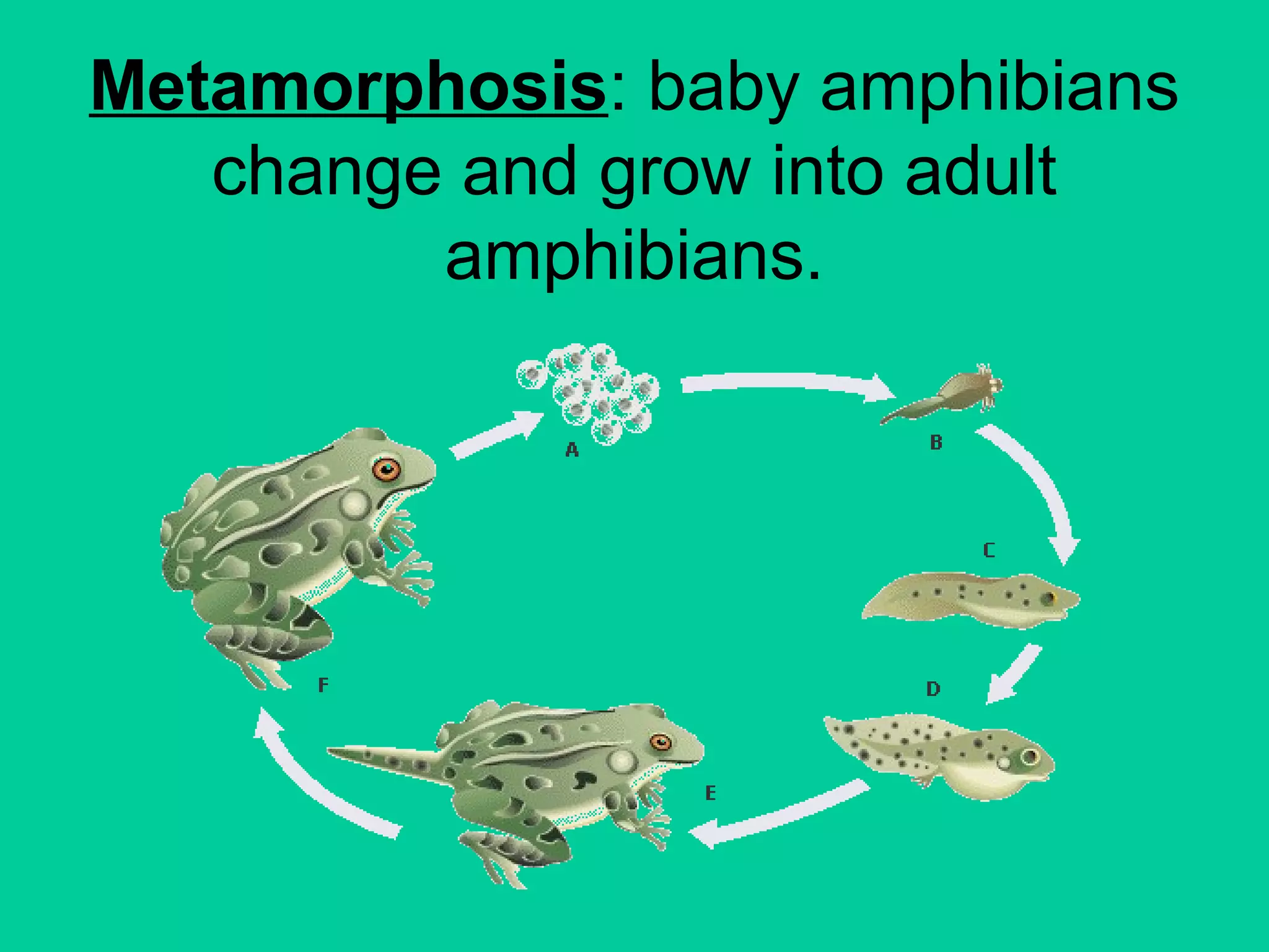 Metamorphosis: baby amphibians 
change and grow into adult 
amphibians. 
 