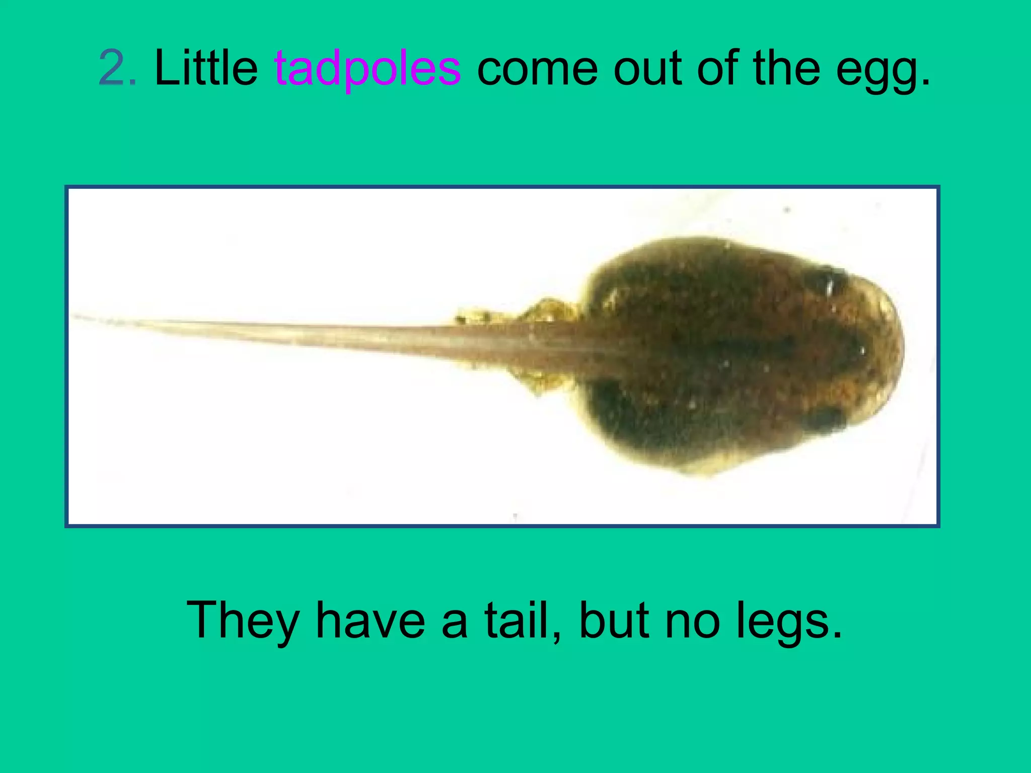 2. Little tadpoles come out of the egg. 
They have a tail, but no legs. 
 