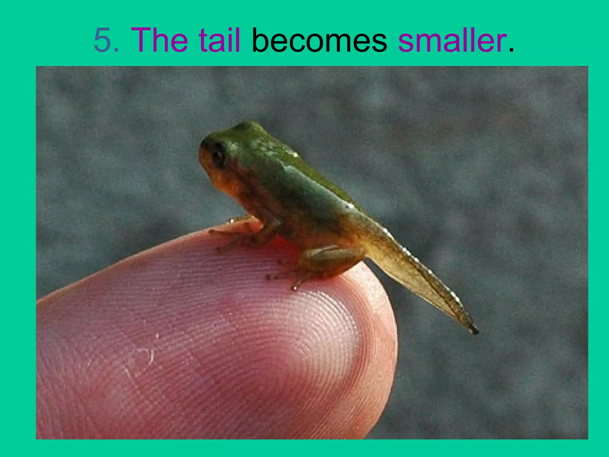 5. The tail becomes smaller. 
 