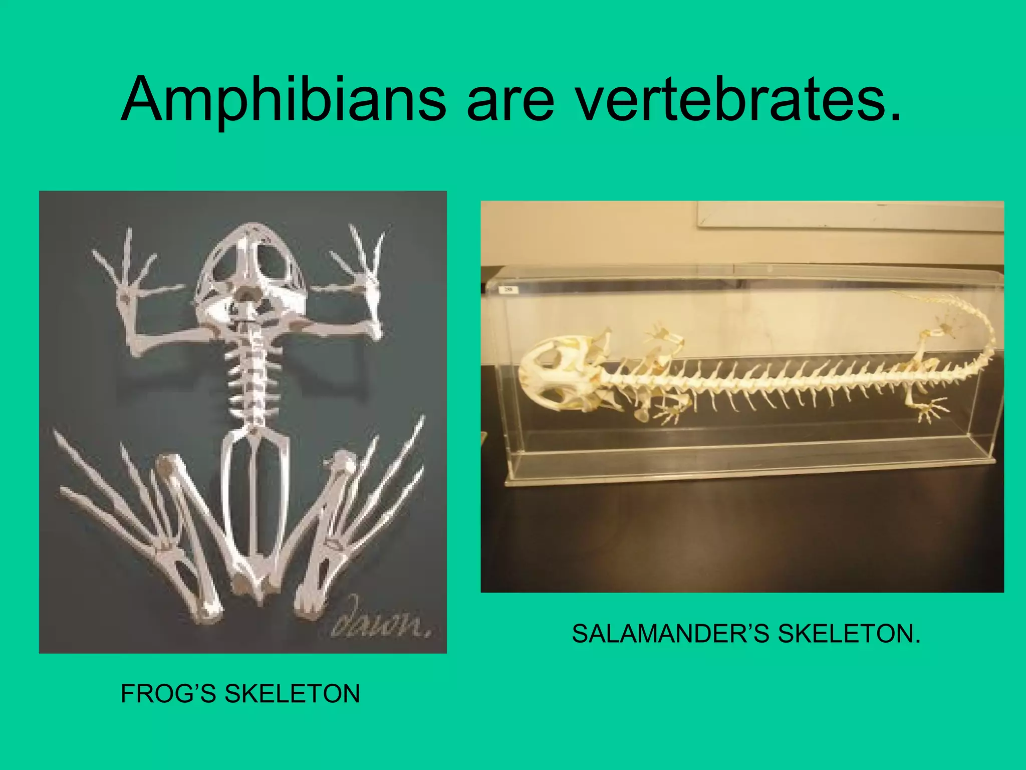Amphibians are vertebrates. 
FROG’S SKELETON 
SALAMANDER’S SKELETON. 
 