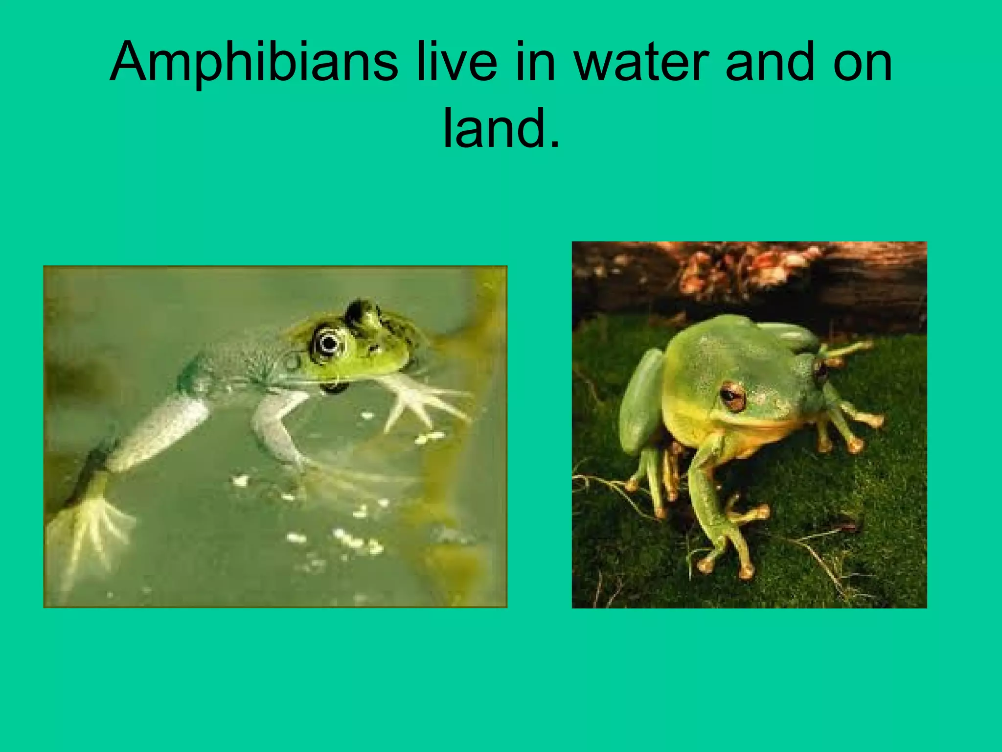 Amphibians Ppt Blog Ppt Amphibians Ppt Blog Ppt