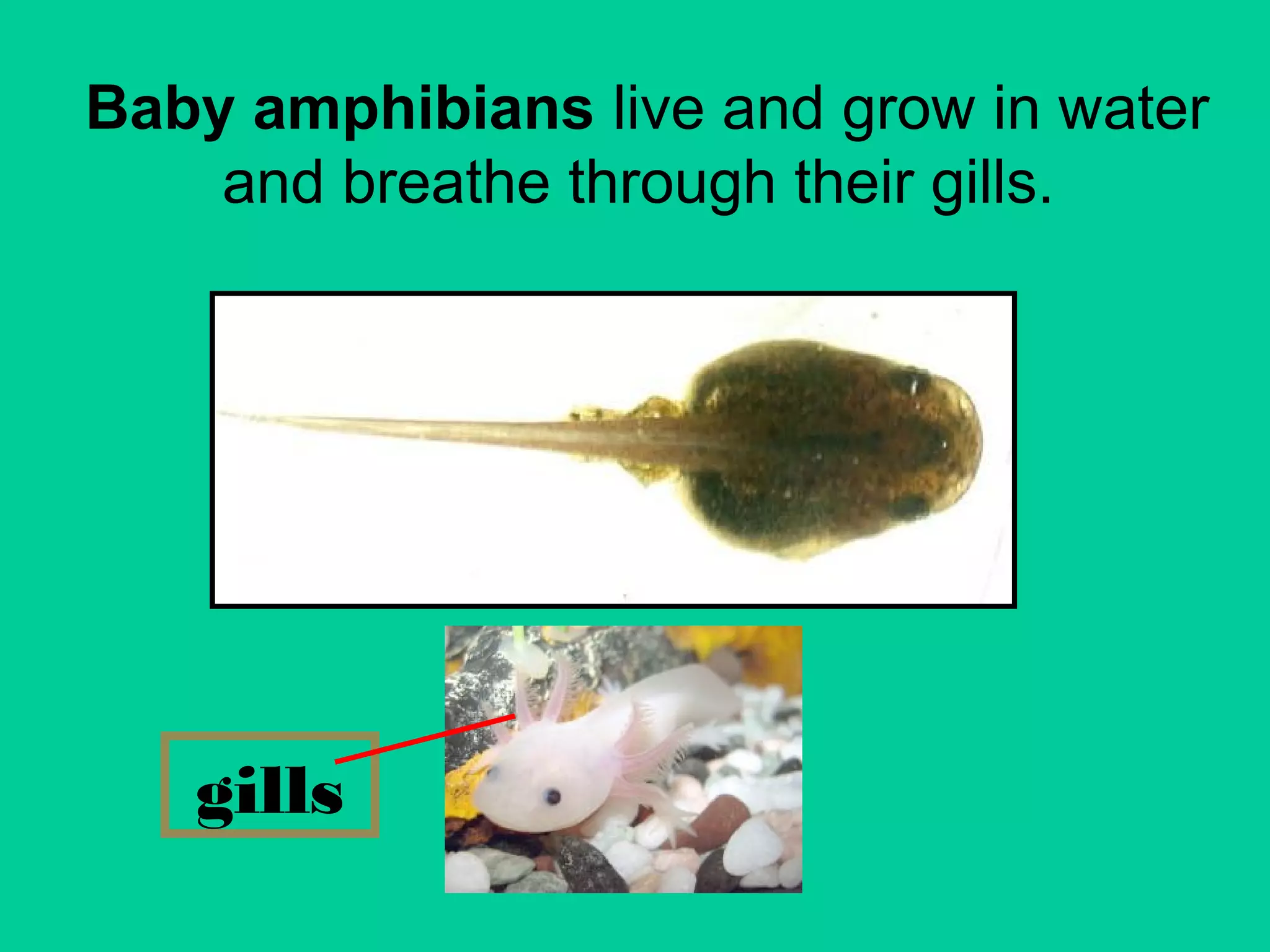Amphibians Ppt Blog Ppt Amphibians Ppt Blog Ppt