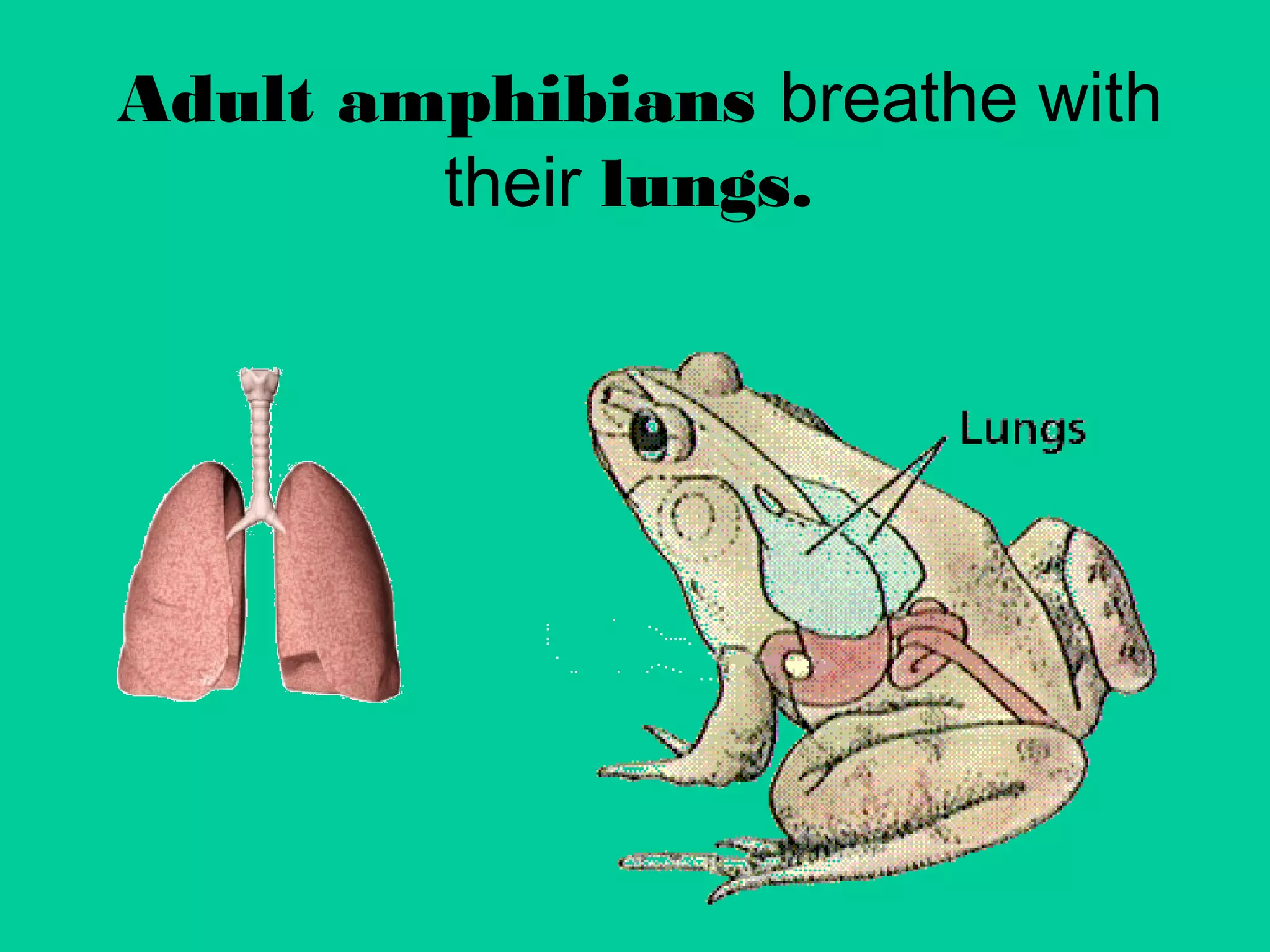 Adult amphibians breathe with 
their lungs. 
 