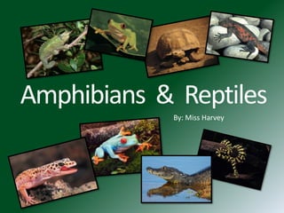 Amphibians  &  Reptiles By: Miss Harvey 