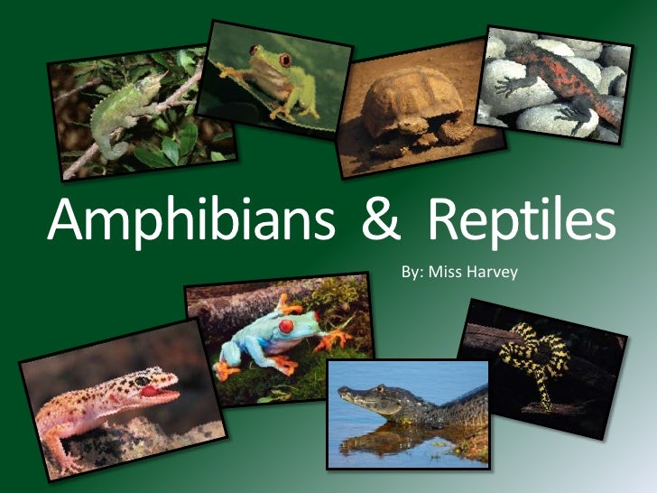 are all amphibians reptiles