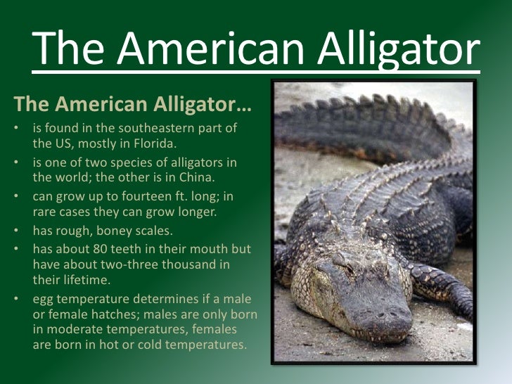 fish tank in bedroom