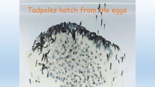 Tadpoles hatch from the eggs