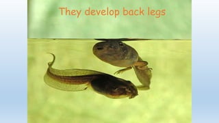 They develop back legs
