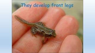 They develop front legs